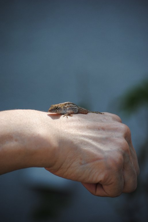 My Little Lizards -  2014